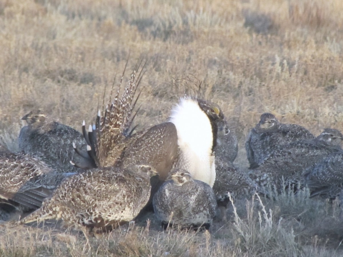 Greater Sage-Grouse - ML620241658