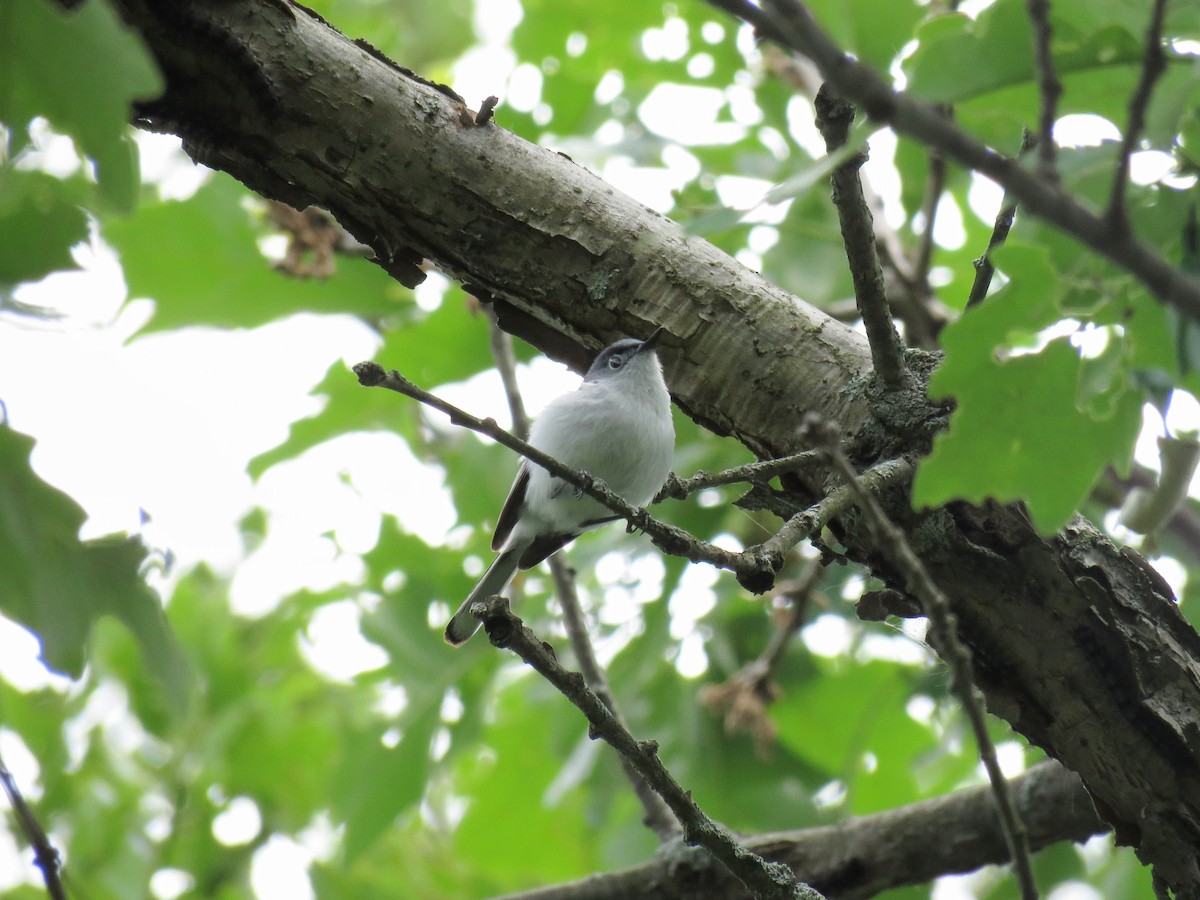 Blue-gray Gnatcatcher - ML620241659