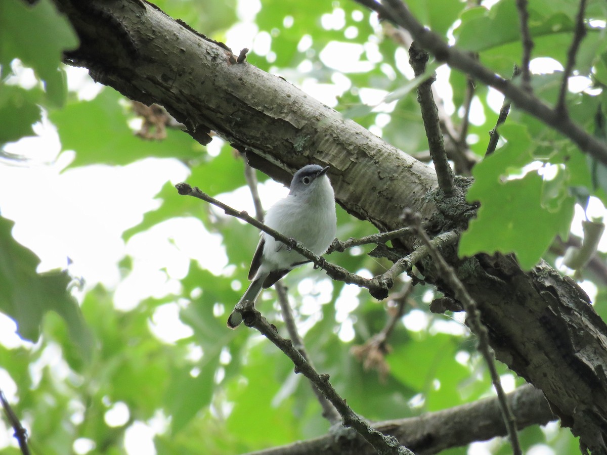 Blue-gray Gnatcatcher - ML620241660