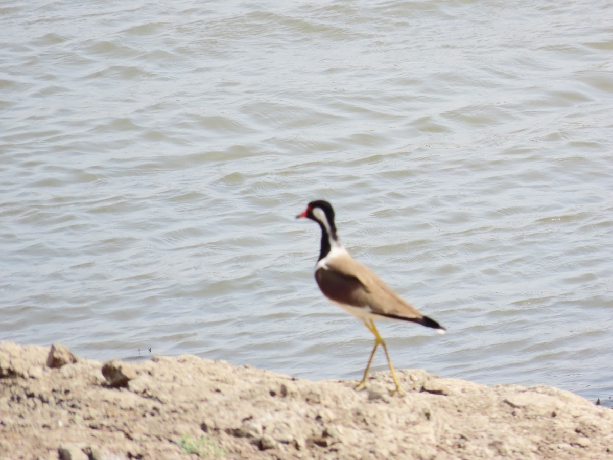 Red-wattled Lapwing - ML620241668