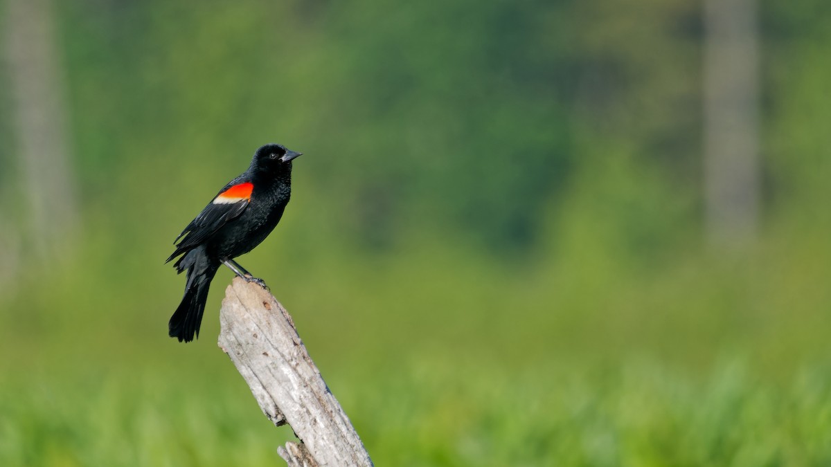 Red-winged Blackbird - ML620241672