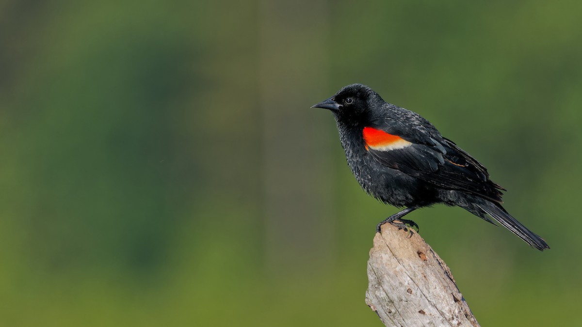 Red-winged Blackbird - ML620241673