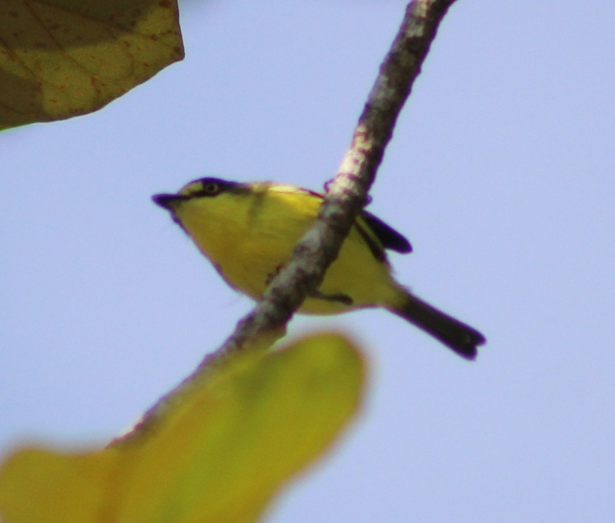 Gray-headed Tody-Flycatcher - ML620241676