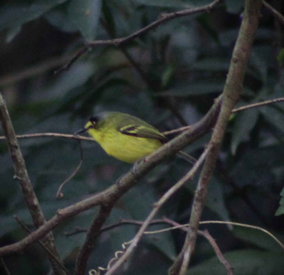 Gray-headed Tody-Flycatcher - ML620241677