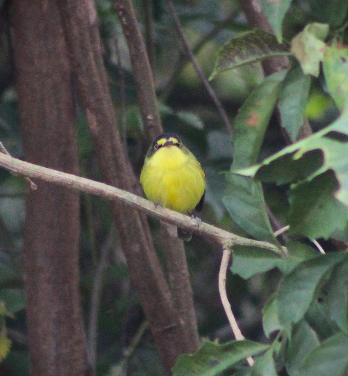 Gray-headed Tody-Flycatcher - ML620241678