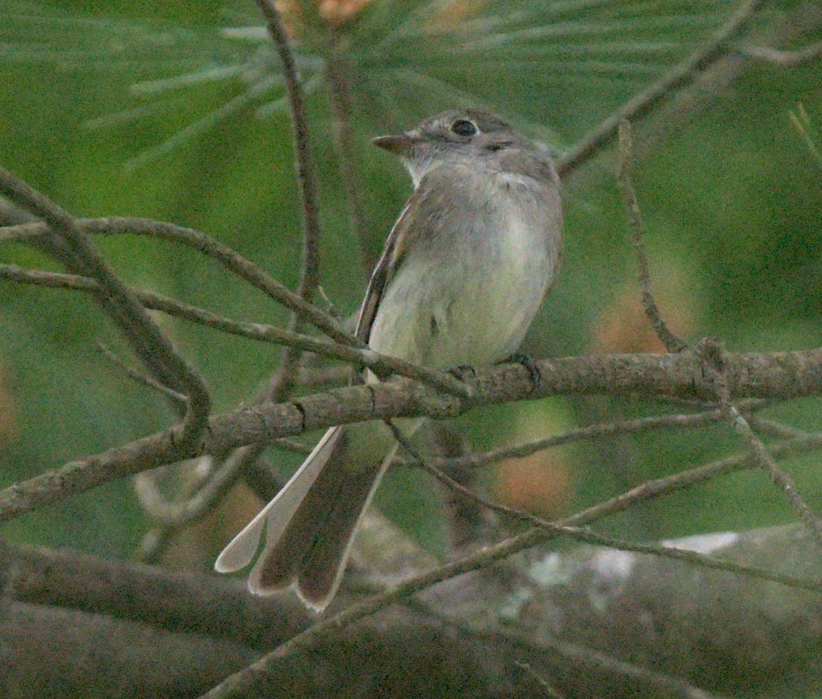 Moucherolle tchébec - ML620241691