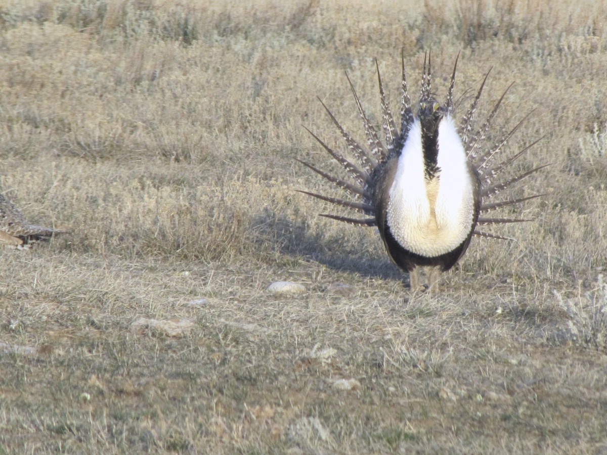 Greater Sage-Grouse - ML620241695