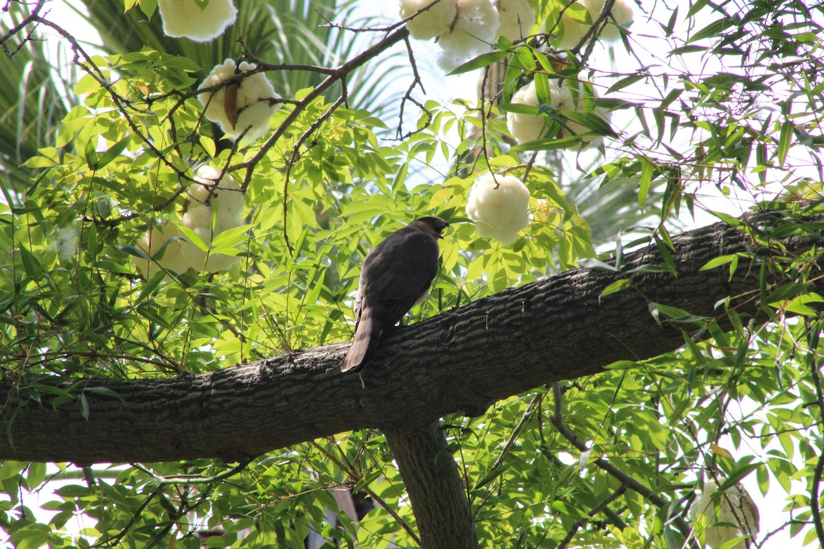 Cooper's Hawk - ML620241703