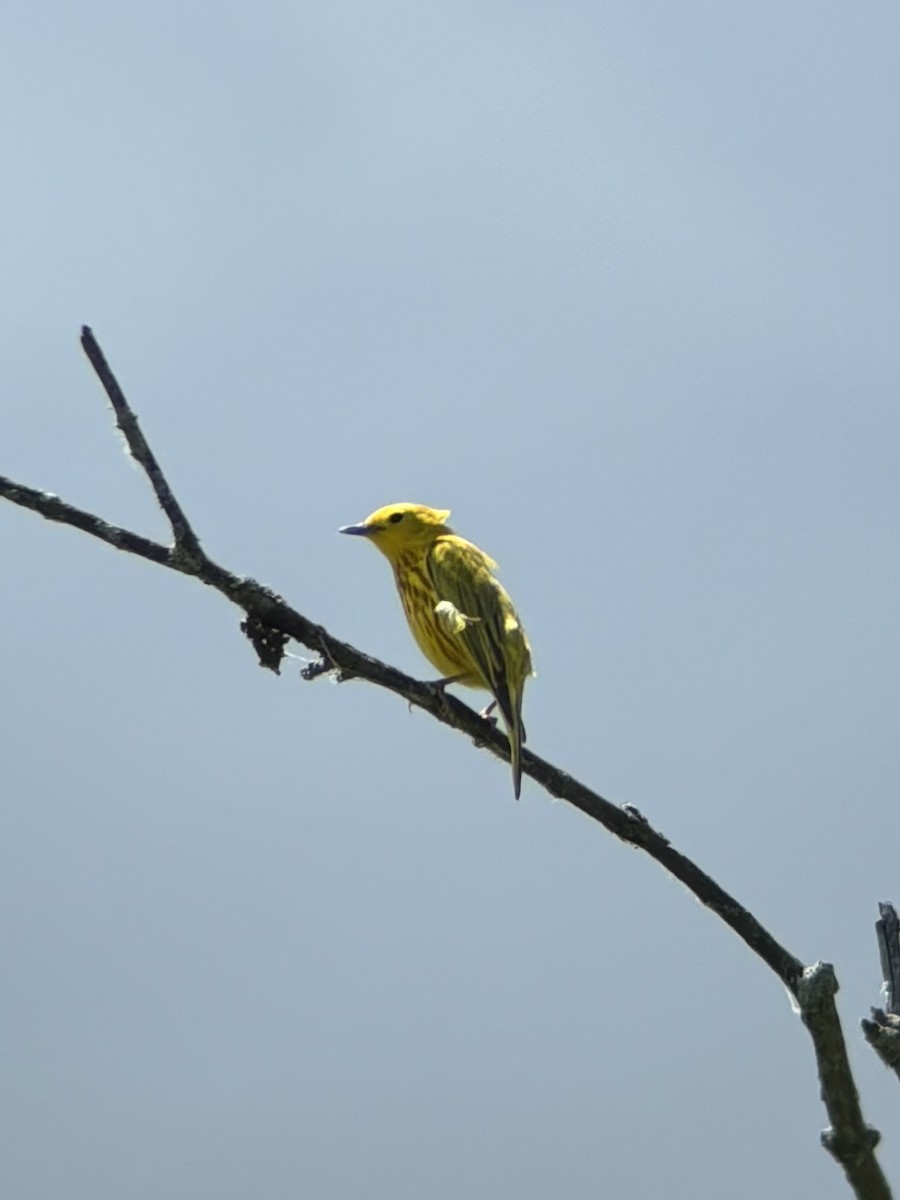 Yellow Warbler - ML620241721
