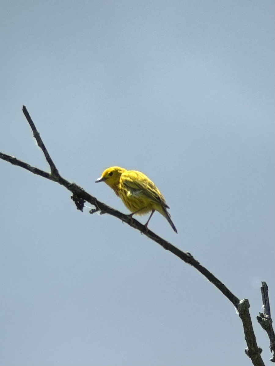 Yellow Warbler - ML620241722