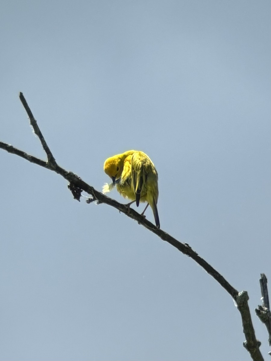 Yellow Warbler - ML620241723