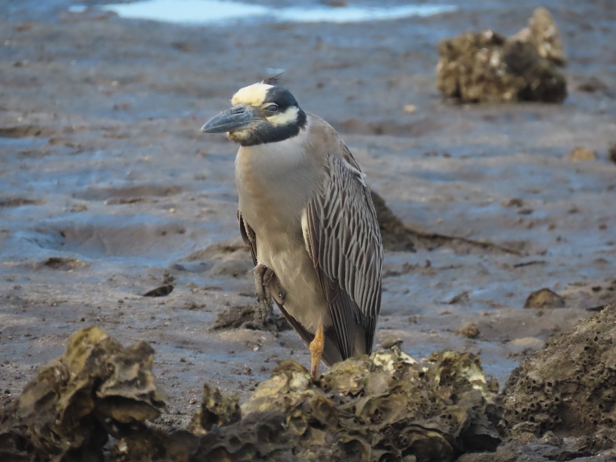 Yellow-crowned Night Heron - ML620241733