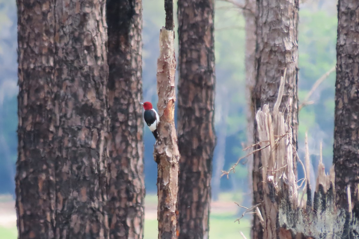 Red-headed Woodpecker - ML620241738