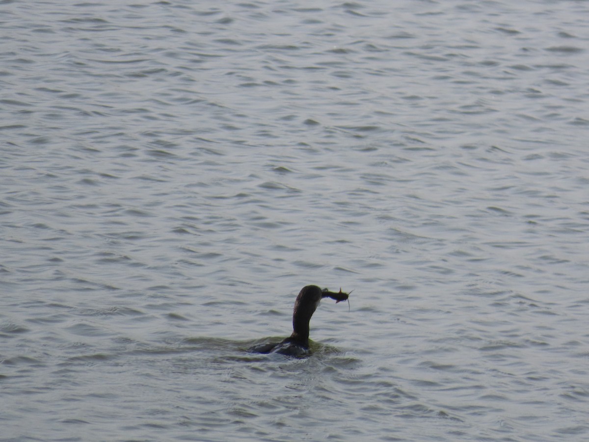 Little Cormorant - ML620241739