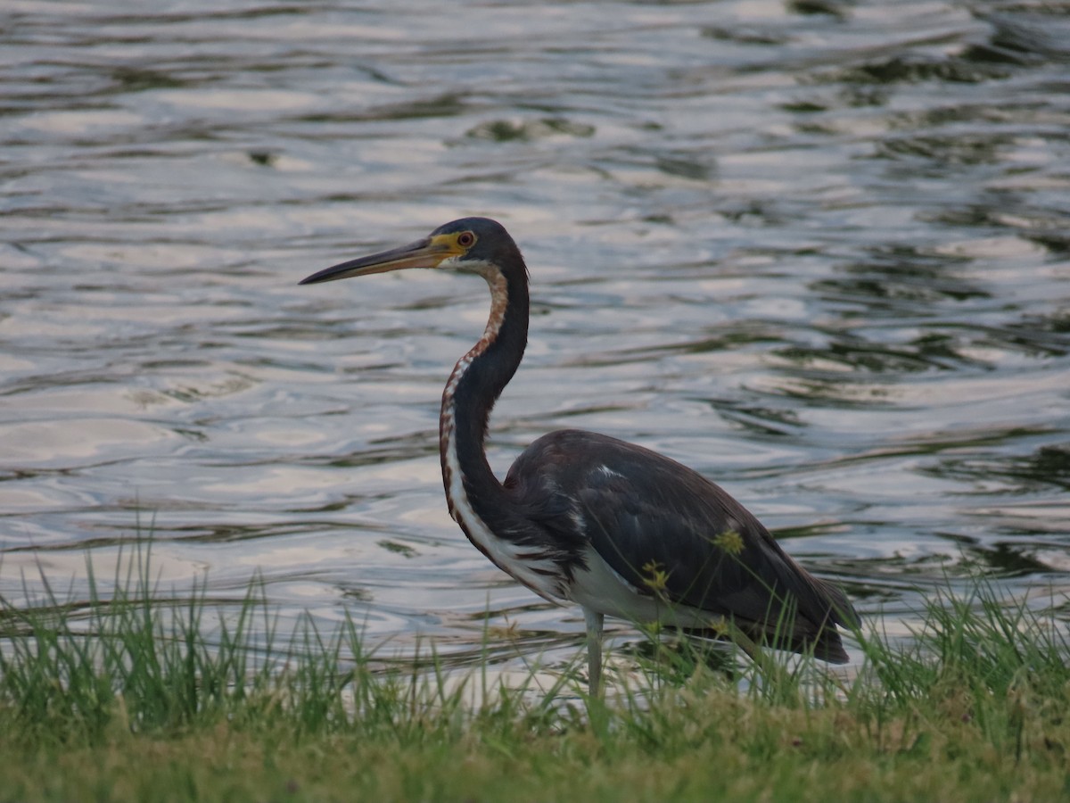 Tricolored Heron - ML620241742