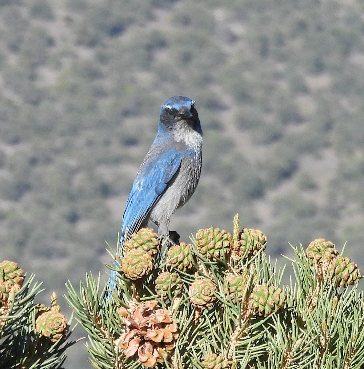 Woodhouse's Scrub-Jay - ML620241746