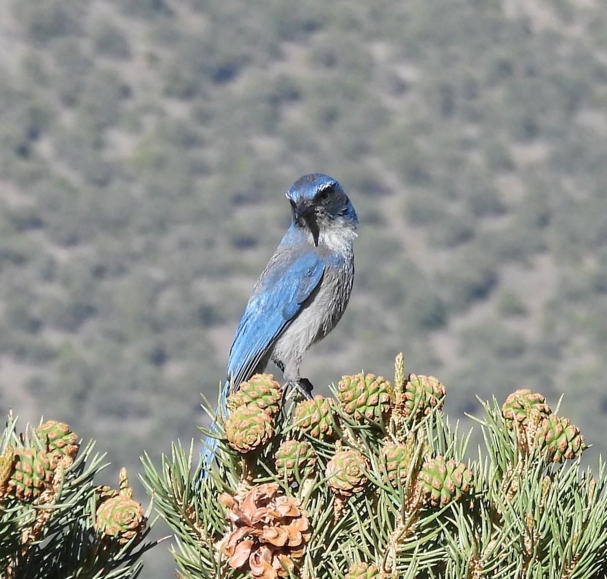 Woodhouse's Scrub-Jay - ML620241747