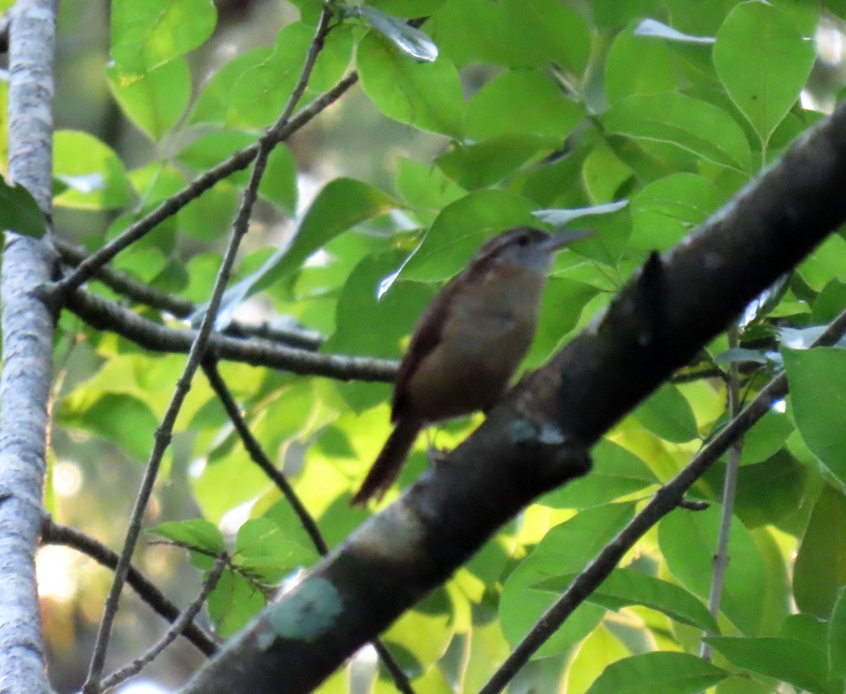 Carolina Wren - ML620241753