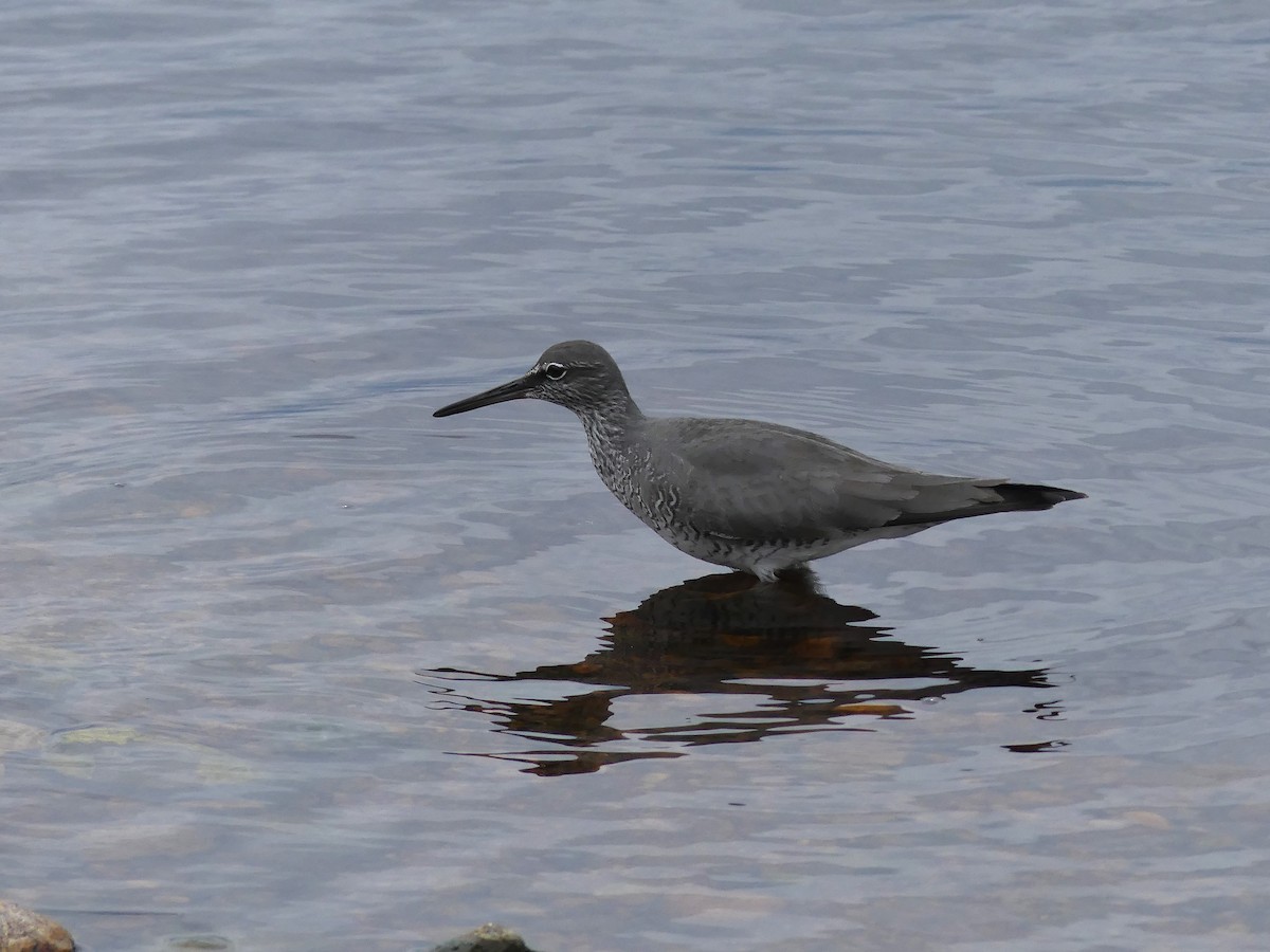 Wandering Tattler - ML620241755