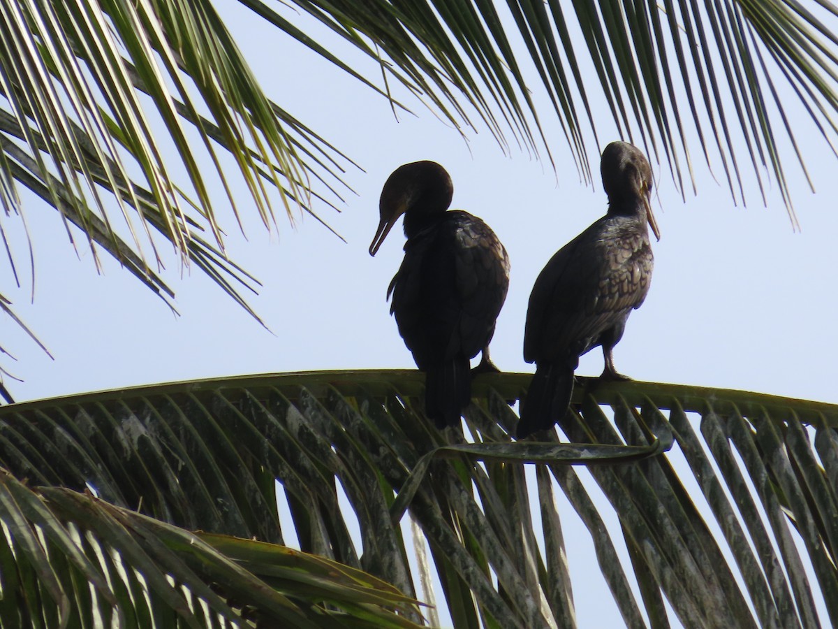 Cormoran à cou brun - ML620241757