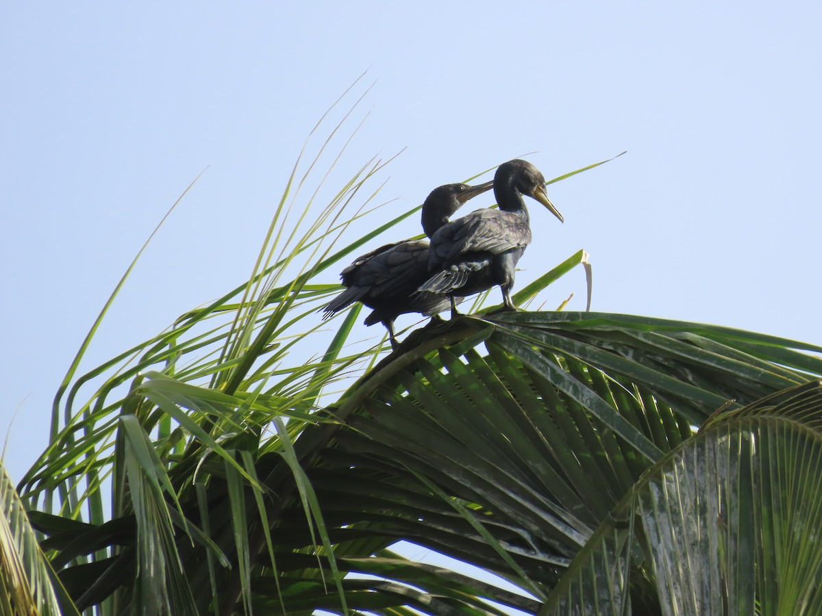 Cormoran à cou brun - ML620241758