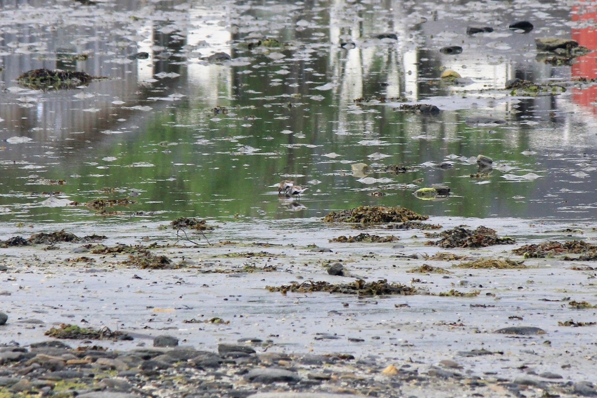 Dunlin - Scott Wieman