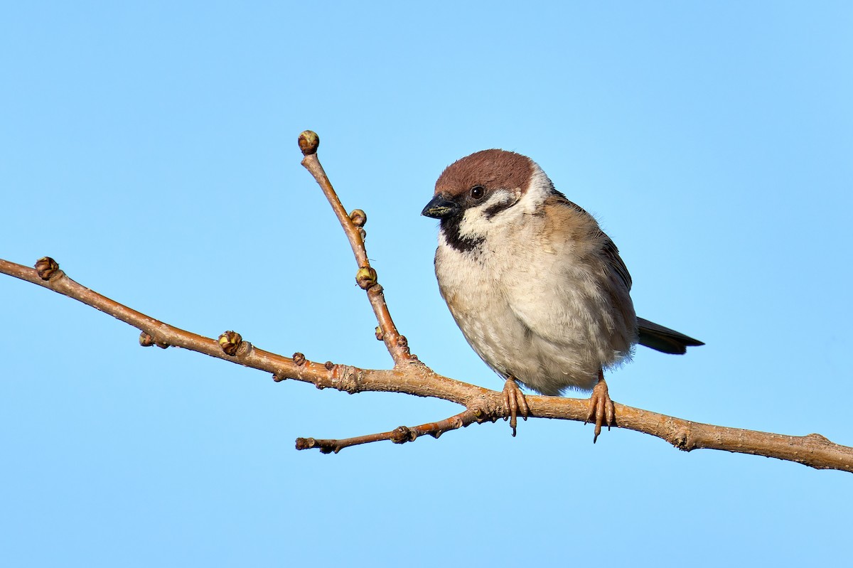 Eurasian Tree Sparrow - ML620241762