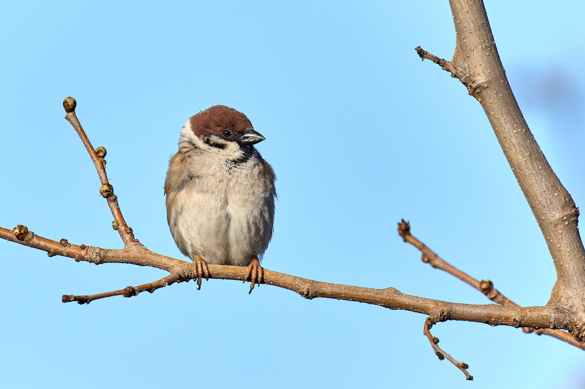 Eurasian Tree Sparrow - ML620241763