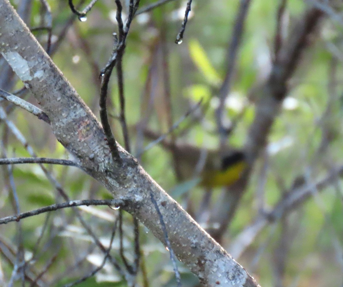 Common Yellowthroat - ML620241767