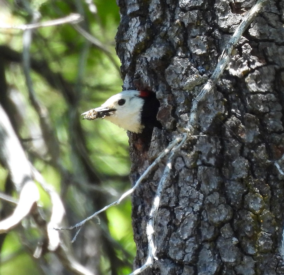 White-headed Woodpecker - ML620241781