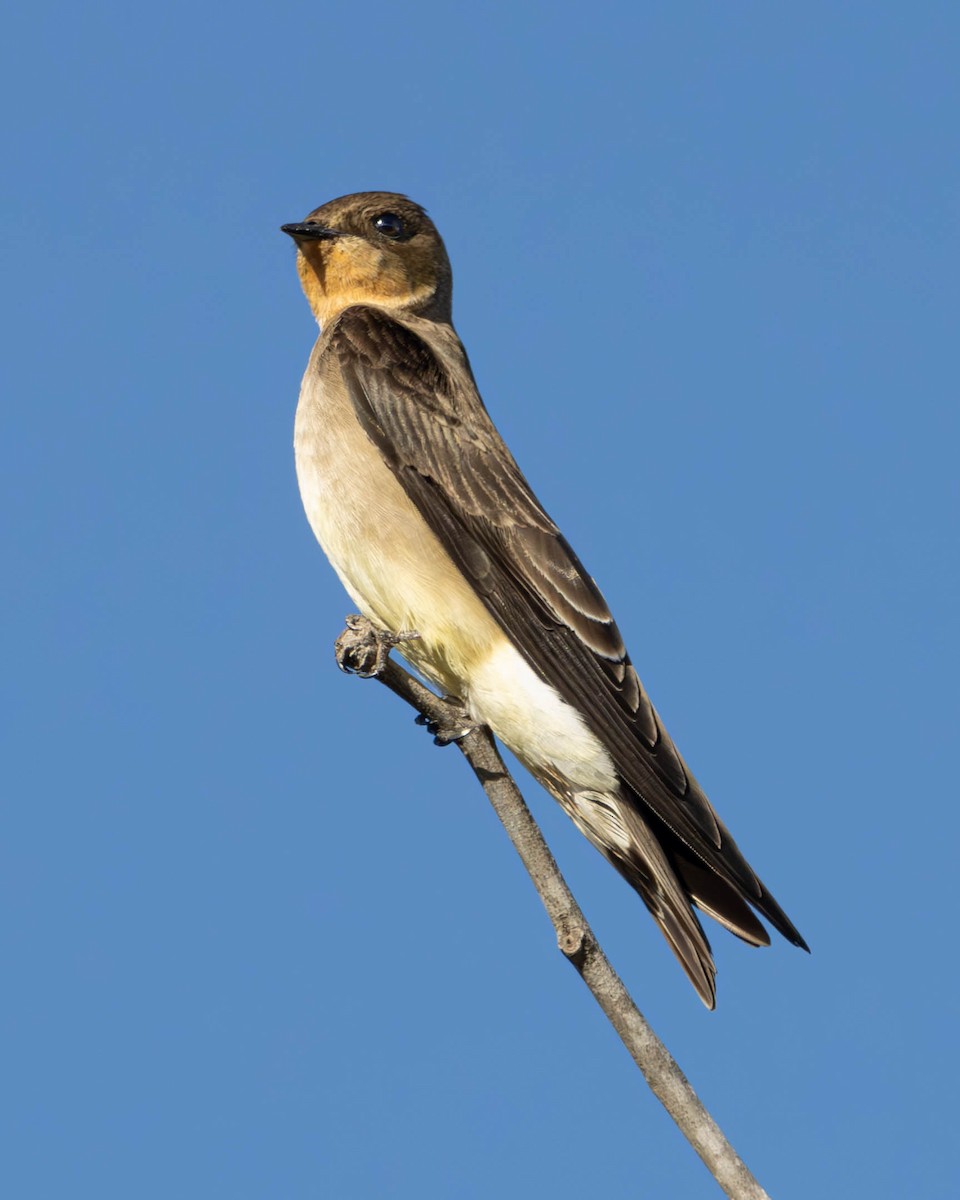 Southern Rough-winged Swallow - ML620241782