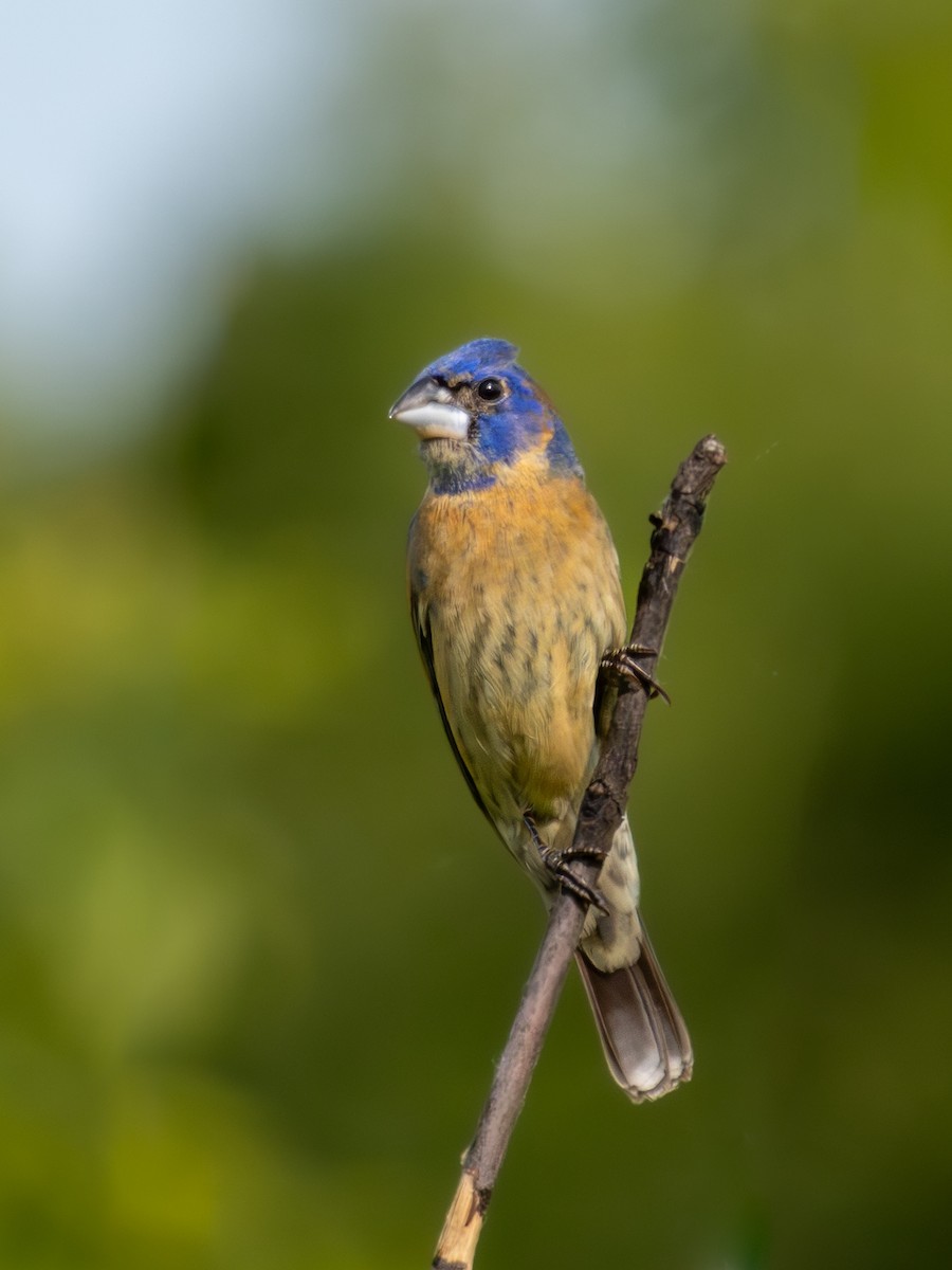 Blue Grosbeak - ML620241784