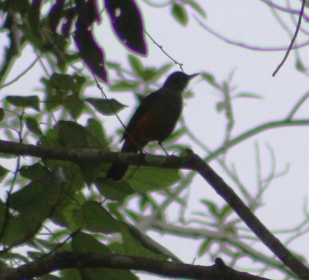 Rufous-bellied Thrush - ML620241787