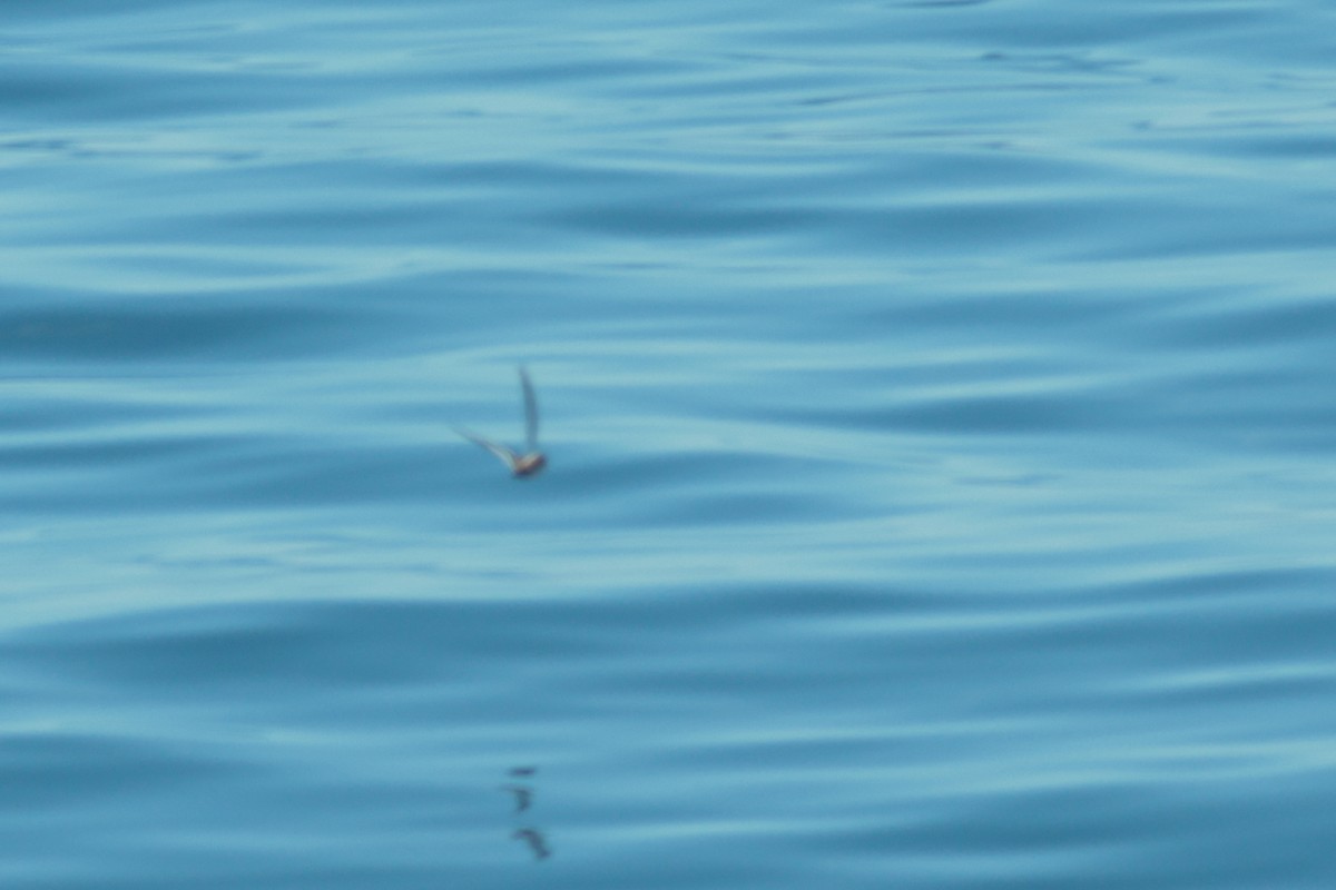 Phalarope à bec large - ML620241789