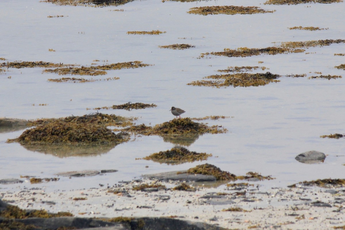 Common Redshank - Scott Wieman