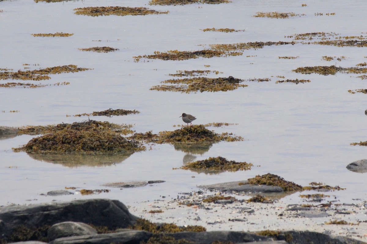 Common Redshank - ML620241791