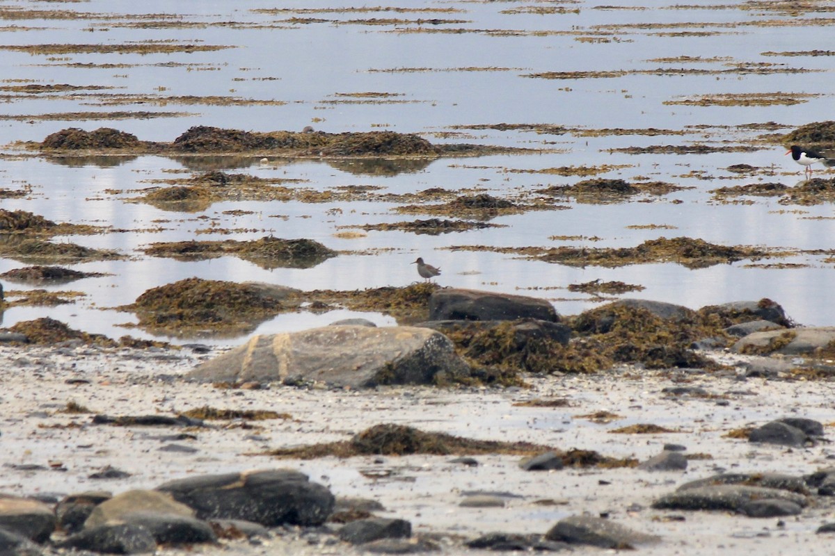 Common Redshank - ML620241792