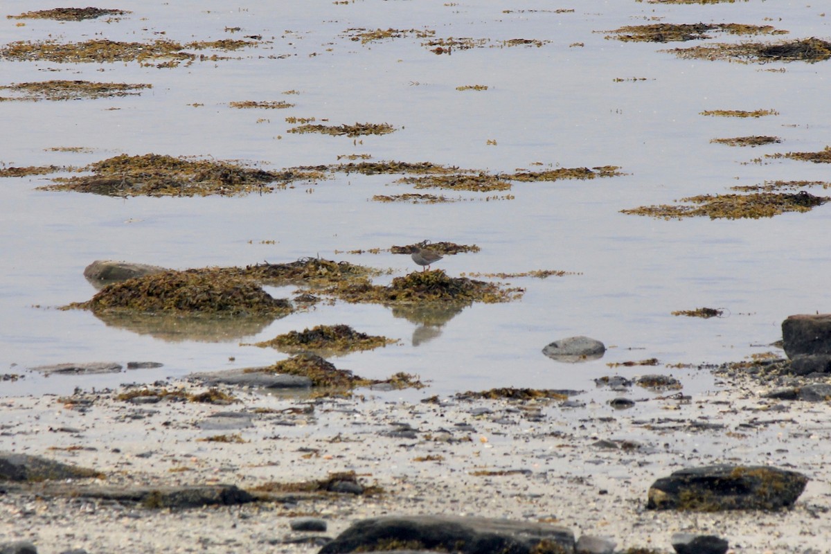 Common Redshank - ML620241793