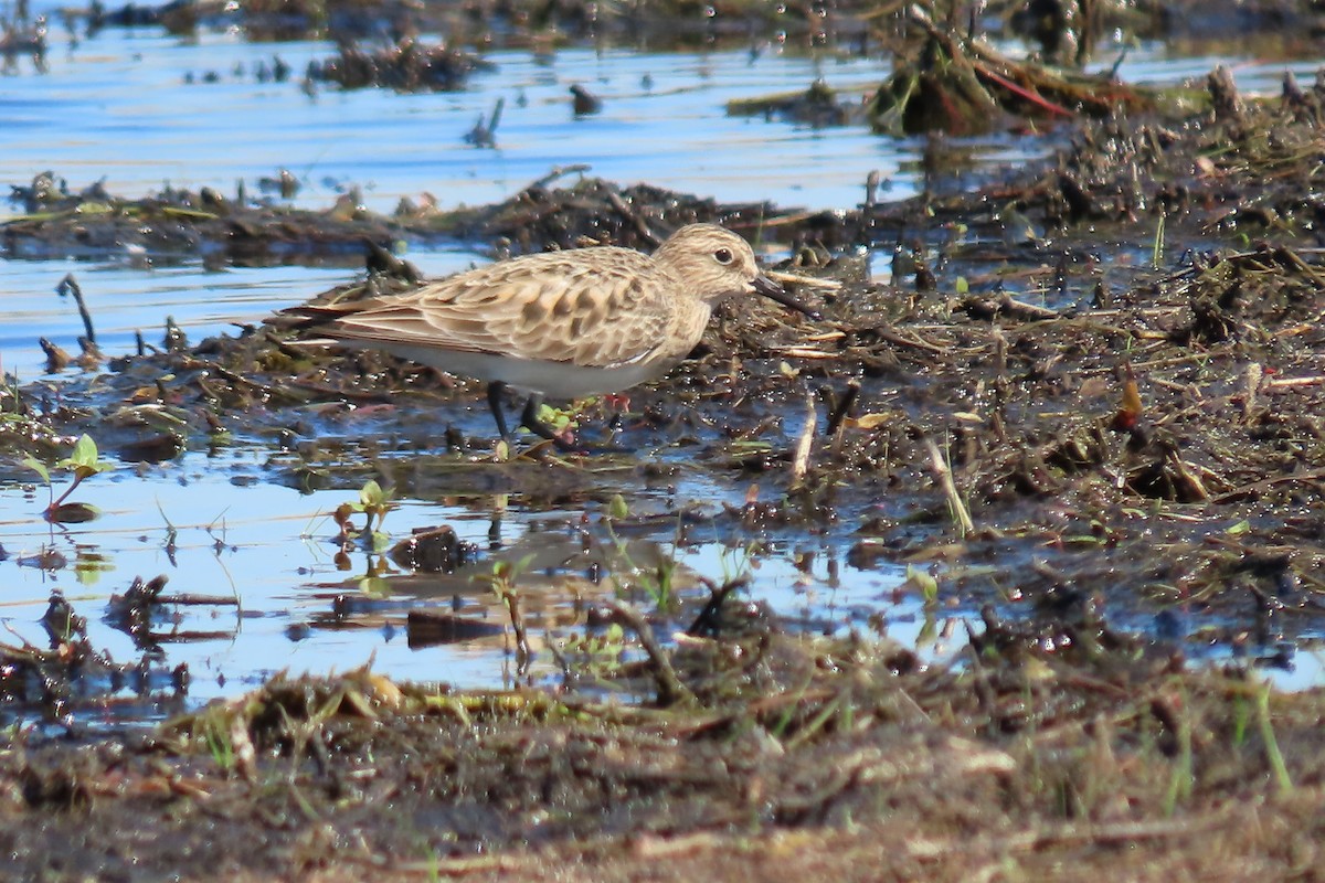 Baird's Sandpiper - ML620241795