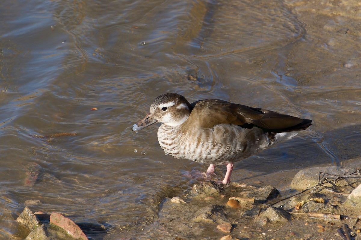 Pato Acollarado - ML620241797