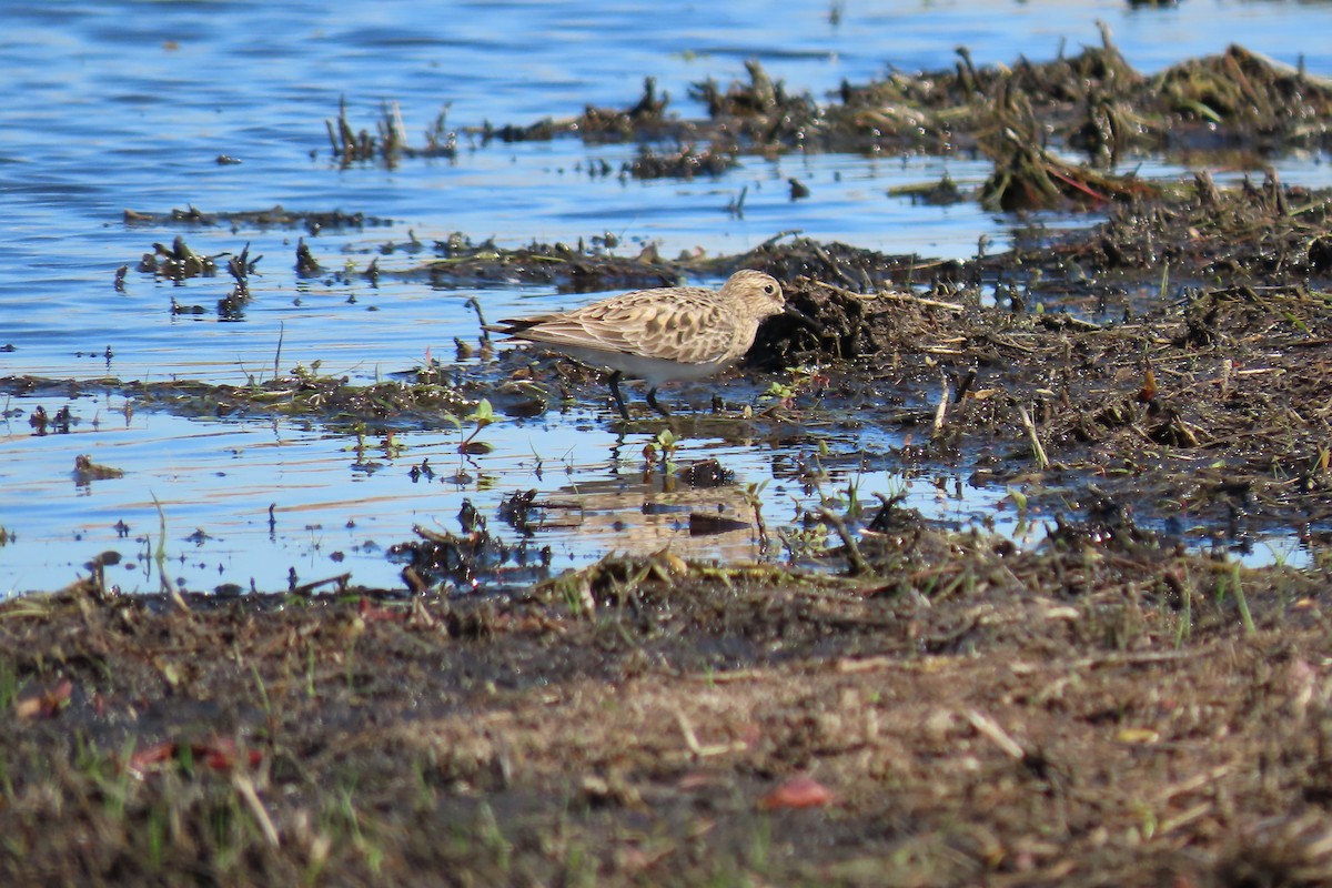 Baird's Sandpiper - ML620241798