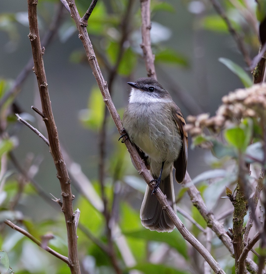 White-throated Tyrannulet - ML620241801