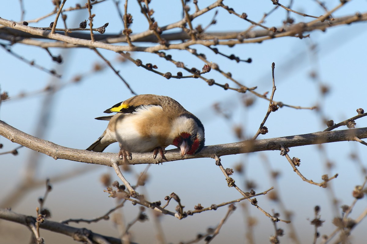 European Goldfinch - ML620241802