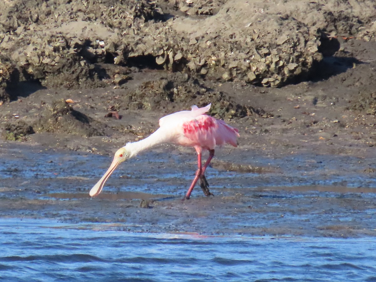 Roseate Spoonbill - ML620241803