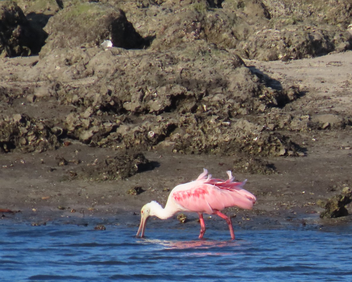 Roseate Spoonbill - ML620241804