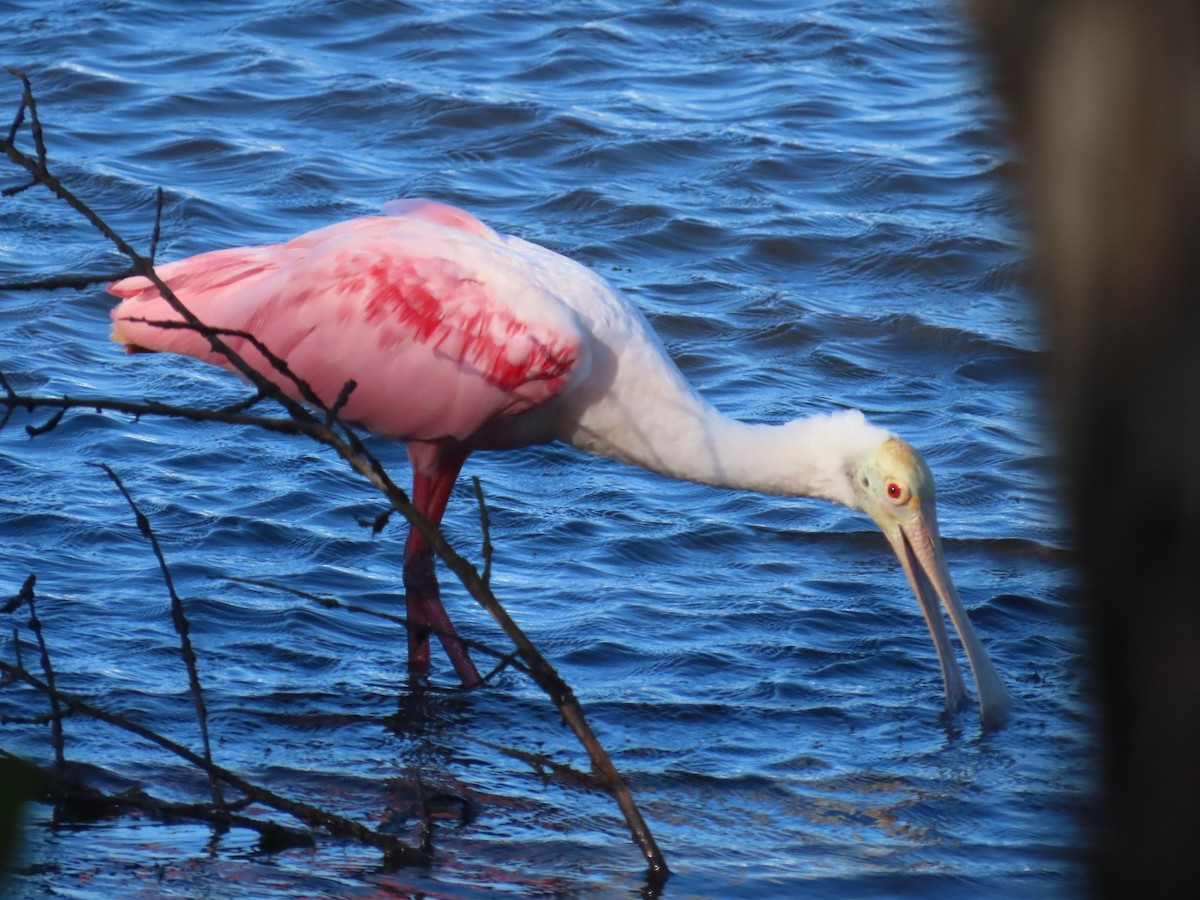 Roseate Spoonbill - ML620241805