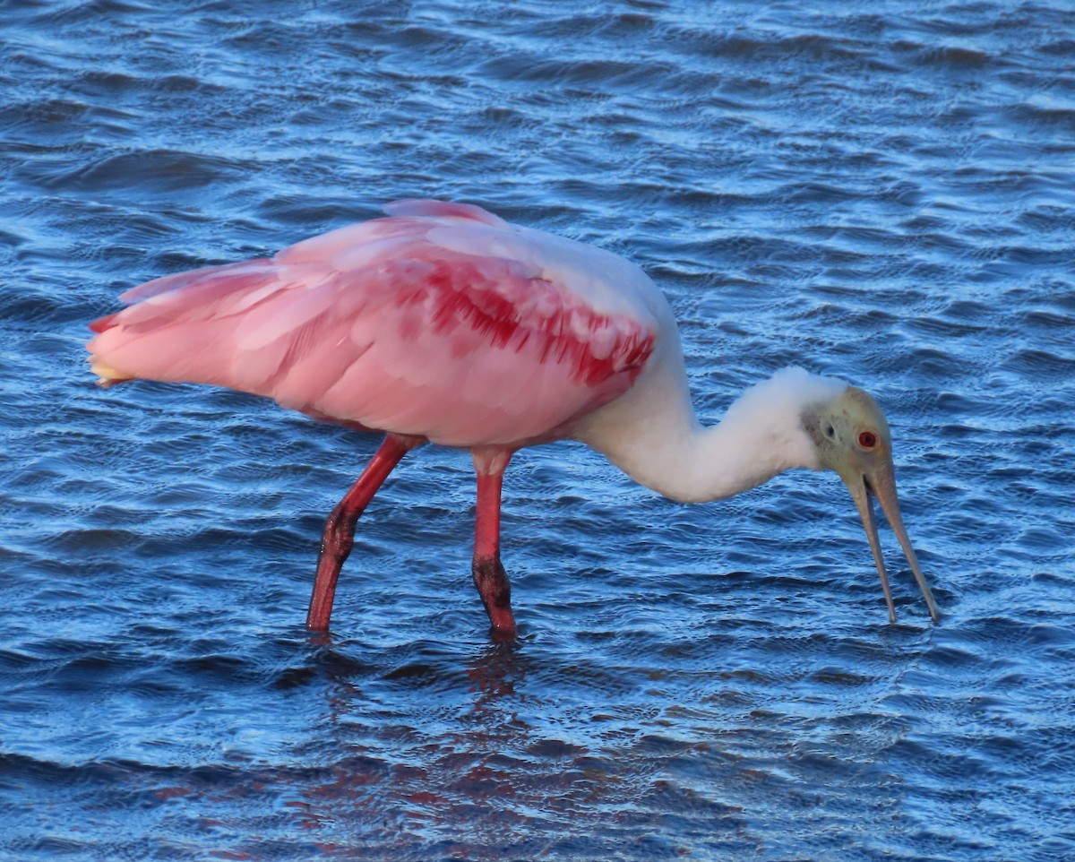 Roseate Spoonbill - ML620241806