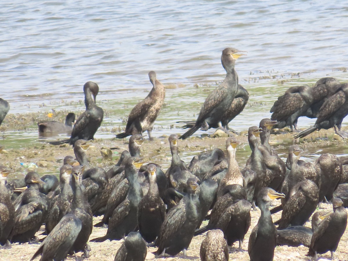 Cormoran à cou brun - ML620241808