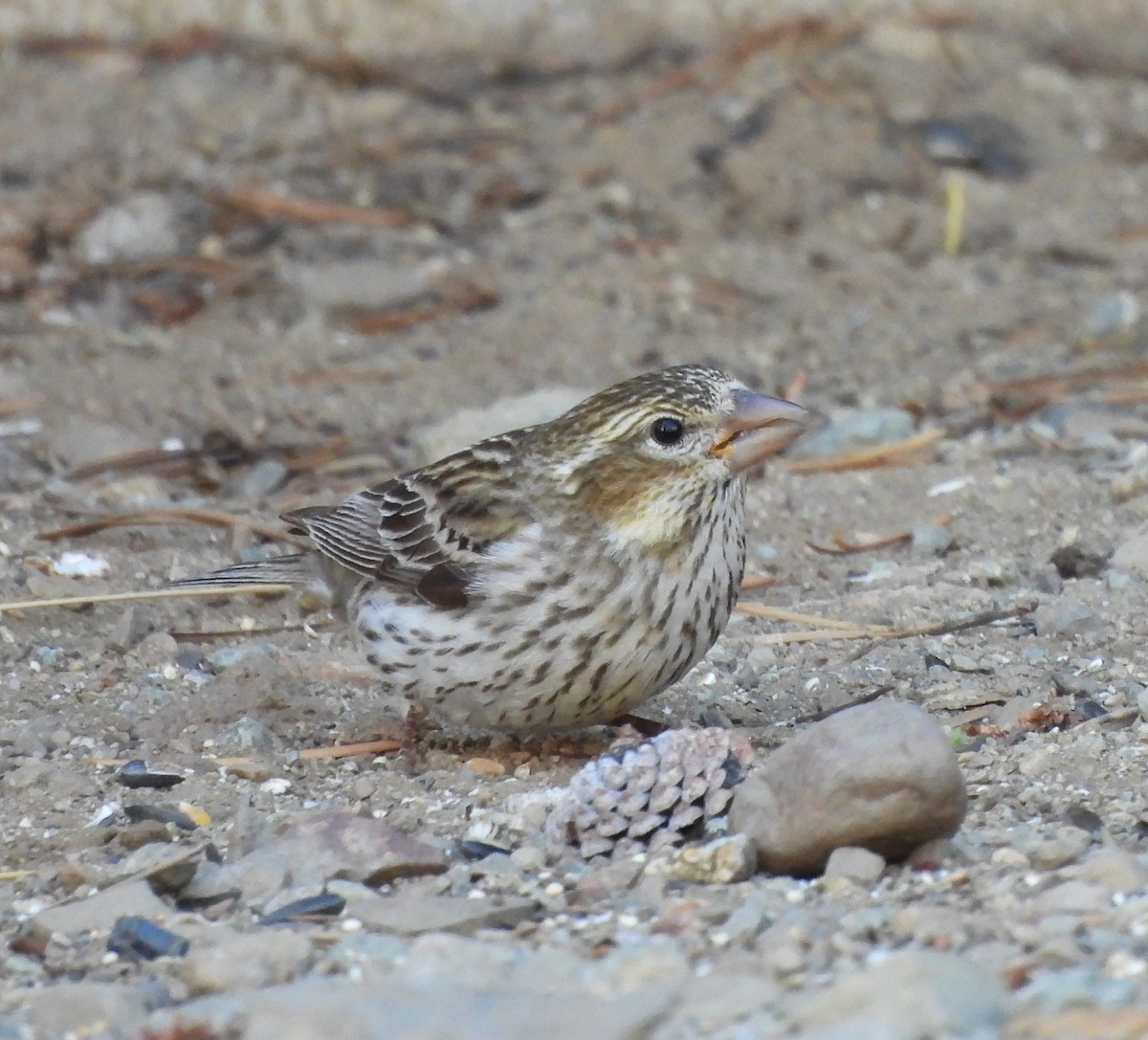 Cassin's Finch - ML620241822