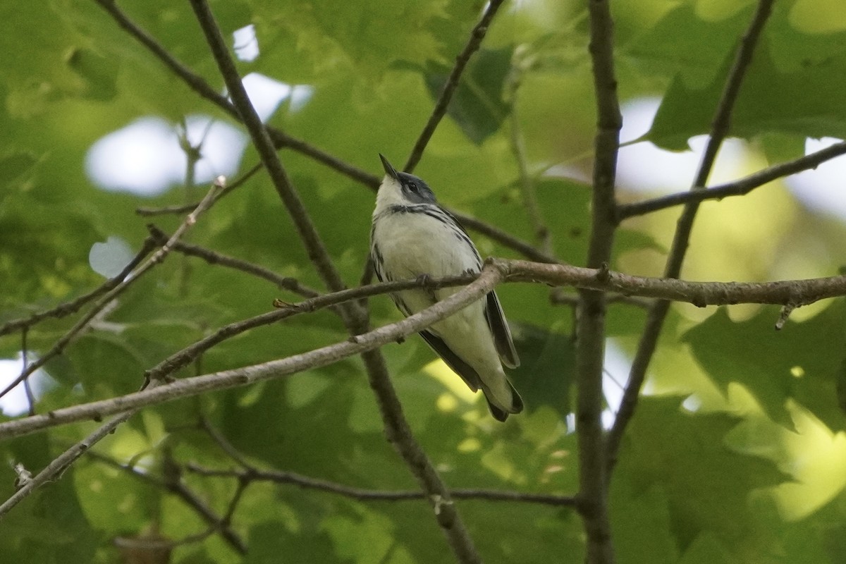 Blauwaldsänger - ML620241828